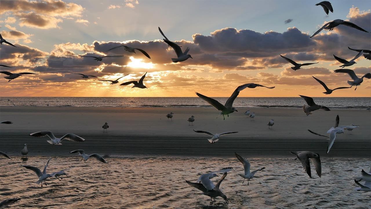 Möventreff am Ordinger Strand Möventreff am Ordinger Strand